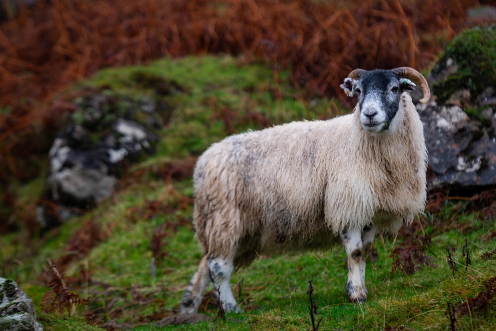 a sheep standing on top of a lush green hillside