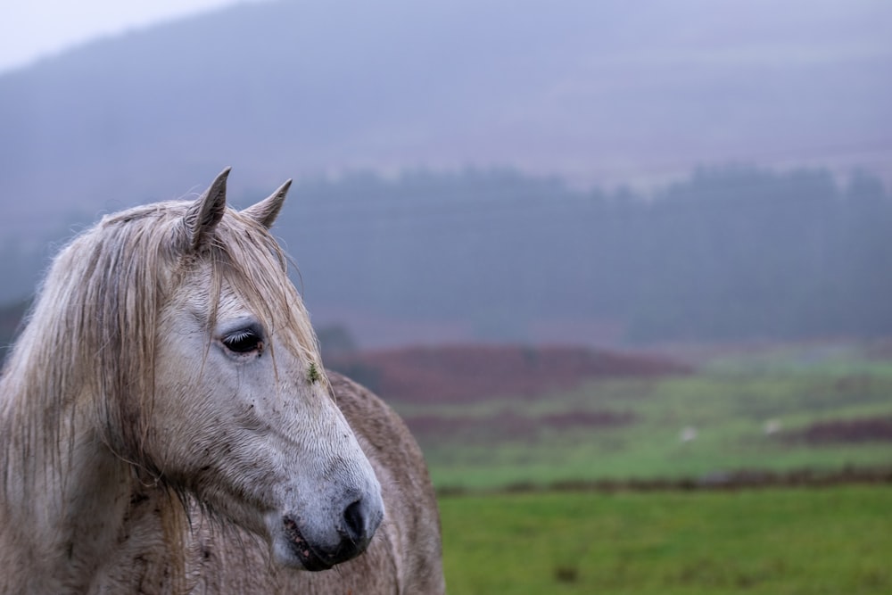 a white horse standing in a green field