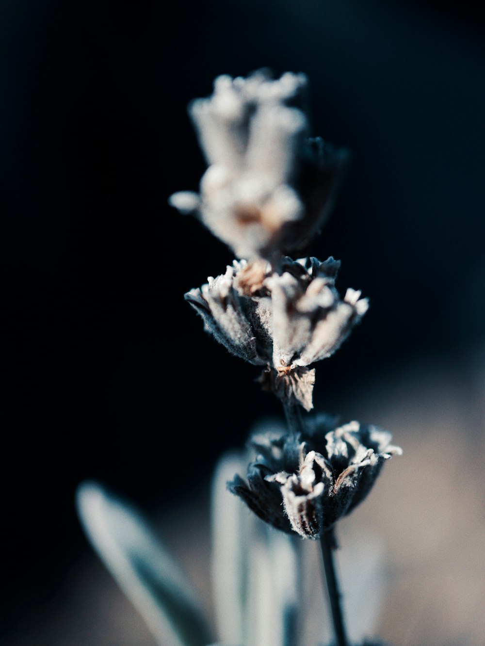 a close up of a flower with a blurry background