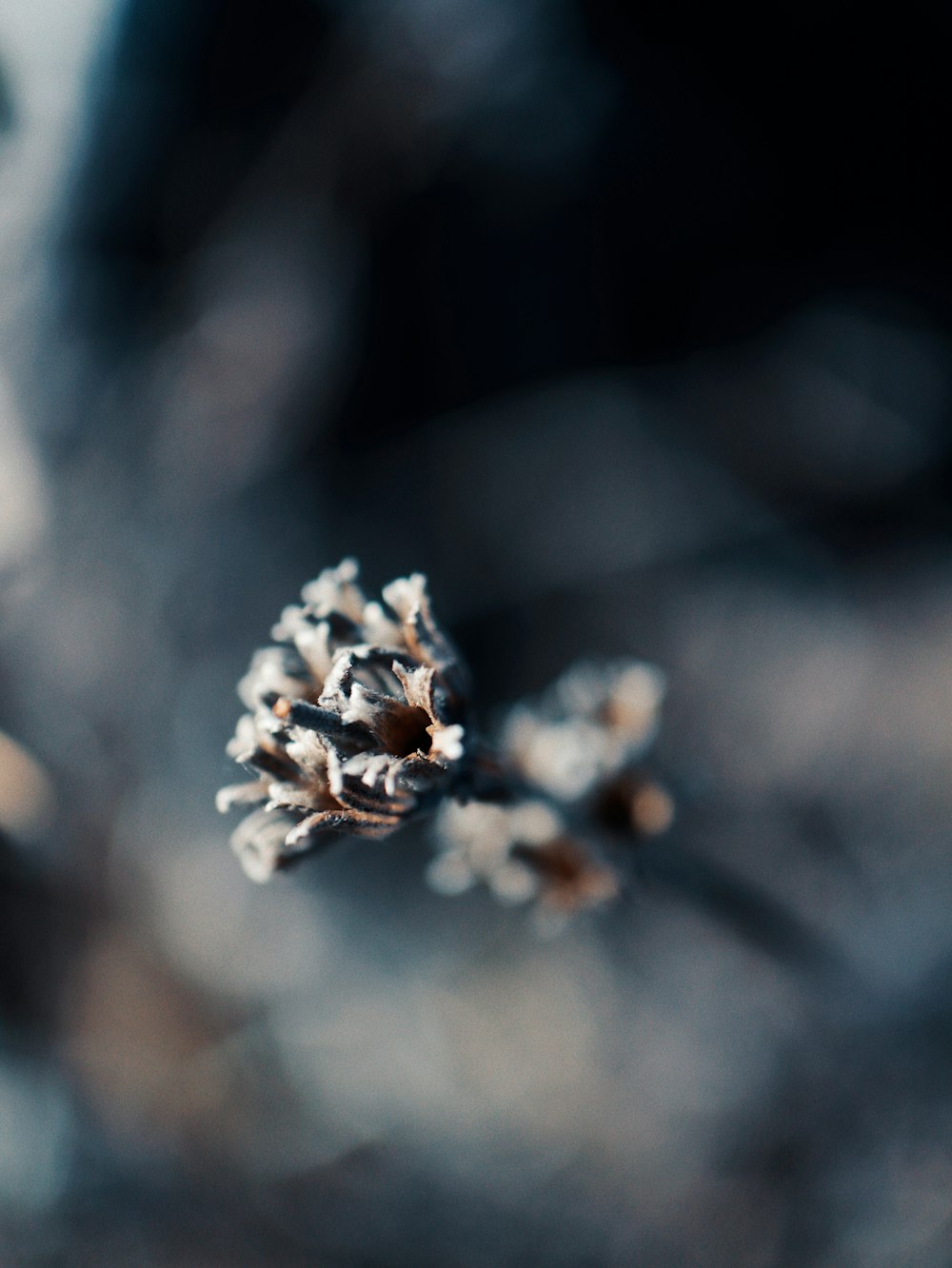 a close up of a pine cone on a tree