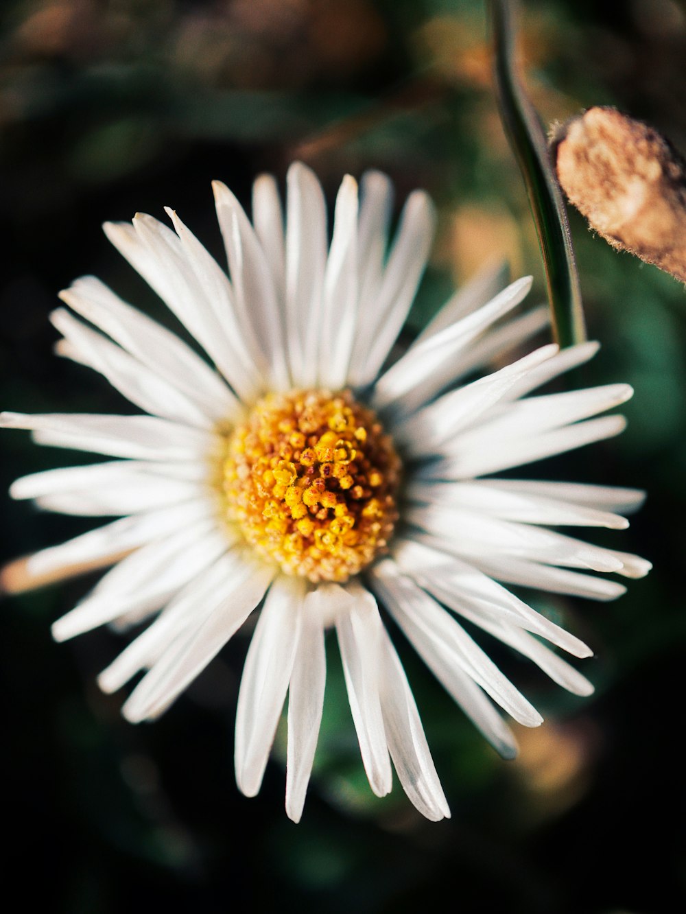 a close up of a white flower with a yellow center