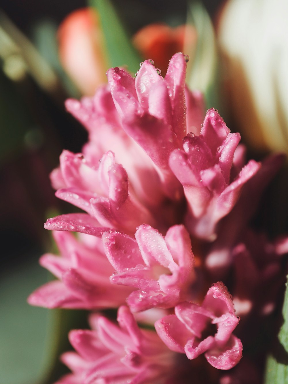 a close up of a pink flower with green leaves