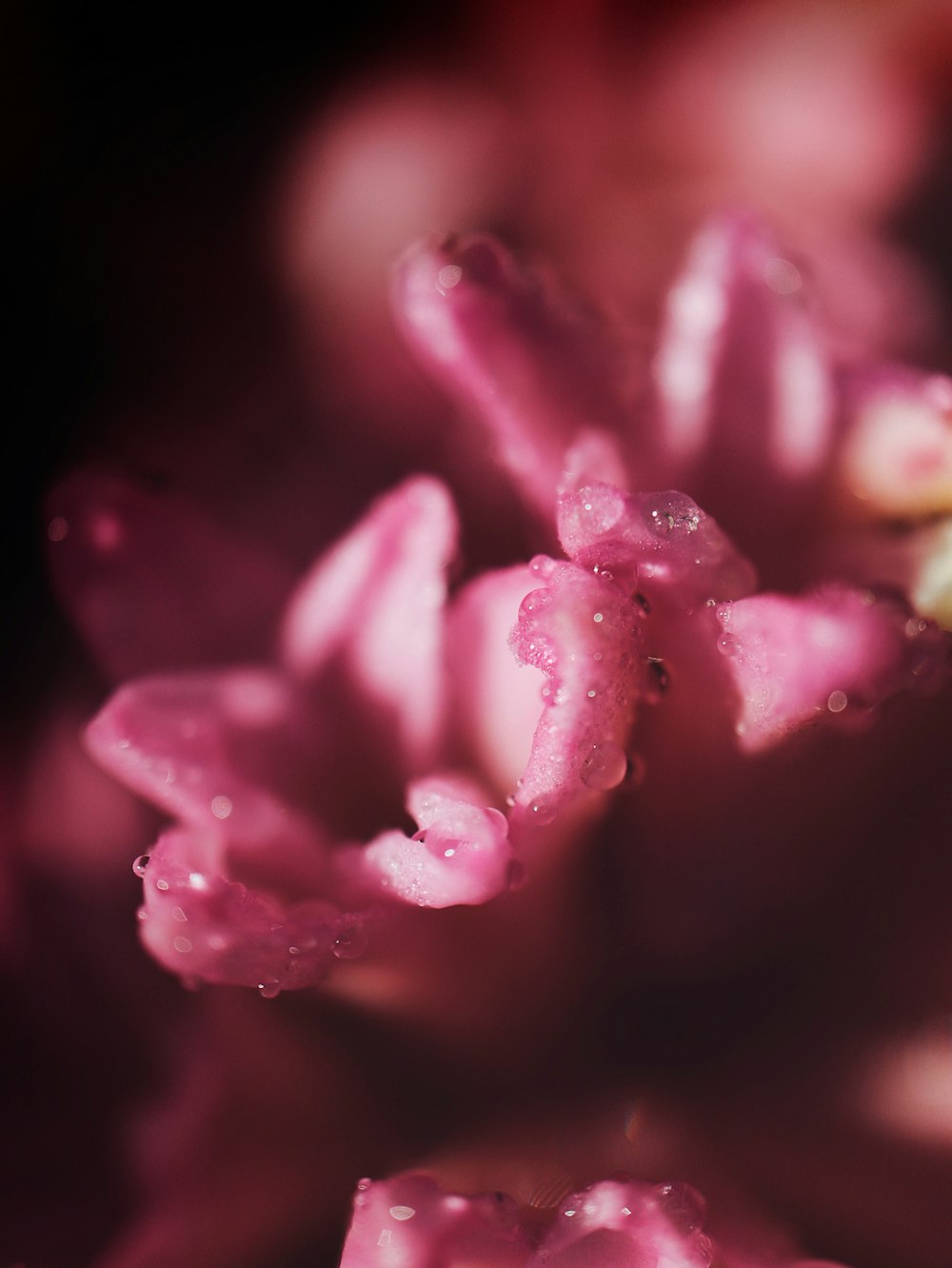 a close up of a pink flower with drops of water on it