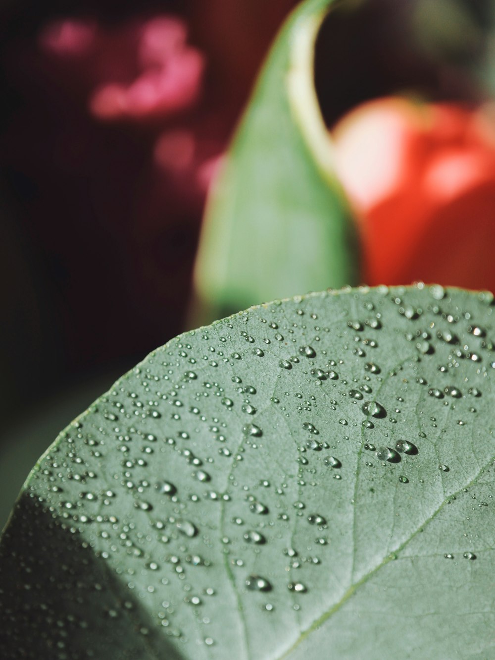 a green leaf with drops of water on it