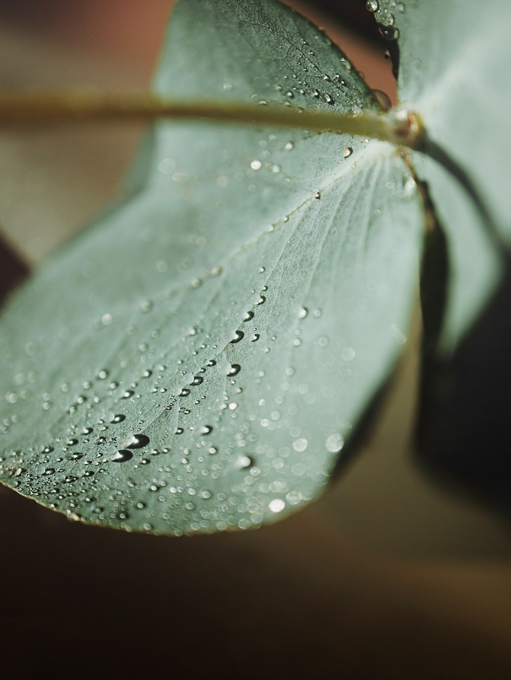 a close up of a leaf with water droplets on it