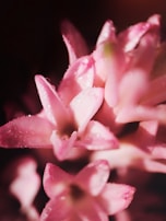 Close-up of delicate flower petals with morning dew sparkling in natural light.