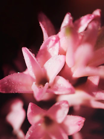 Close-up of delicate petals with dew drops sparkling in soft sunlight.