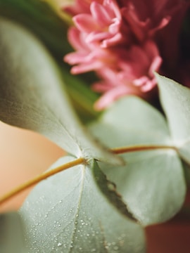 A close-up of eucalyptus leaves glistening with dew.