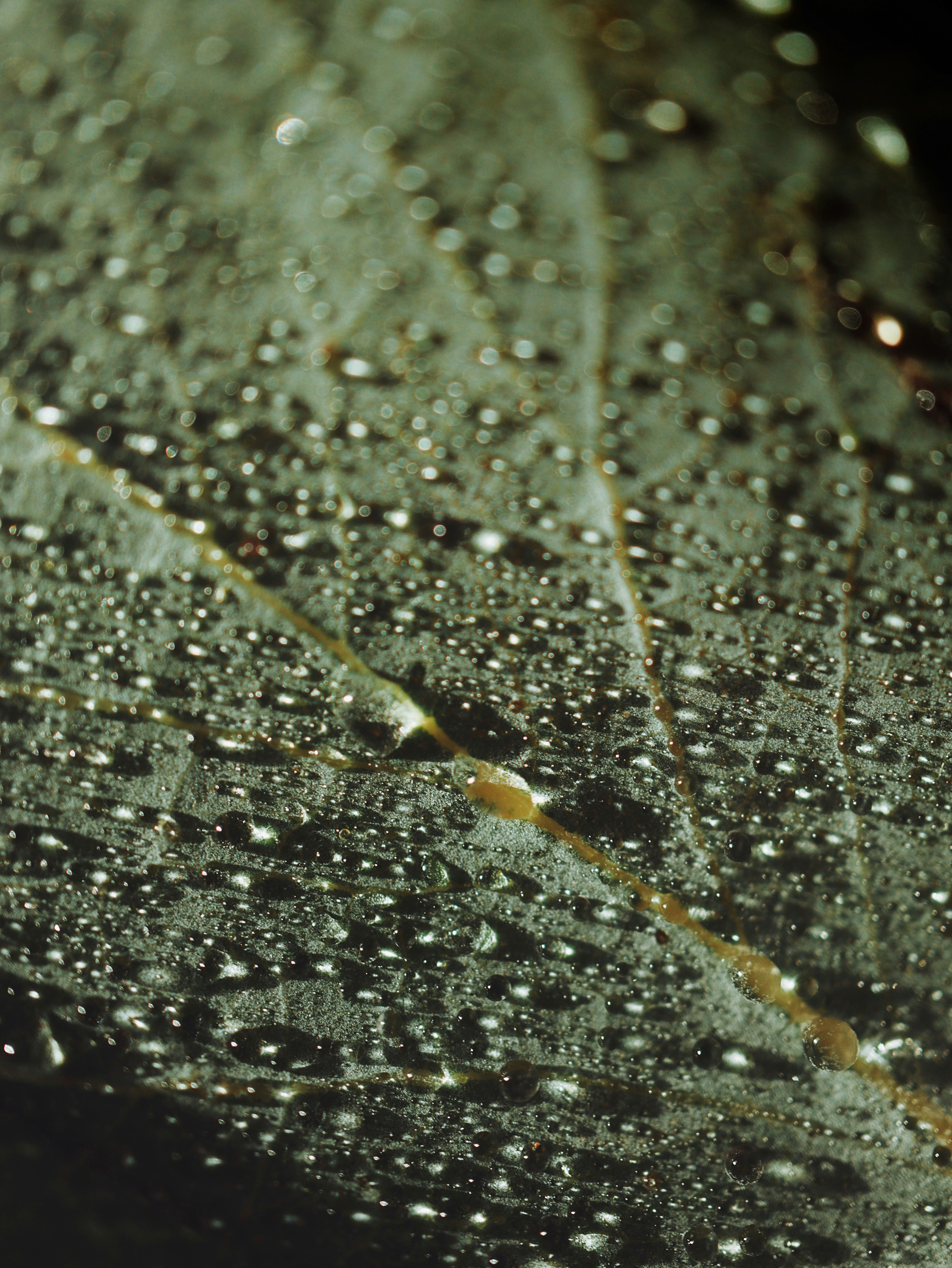 gros plan d’une feuille avec des gouttelettes d’eau dessus