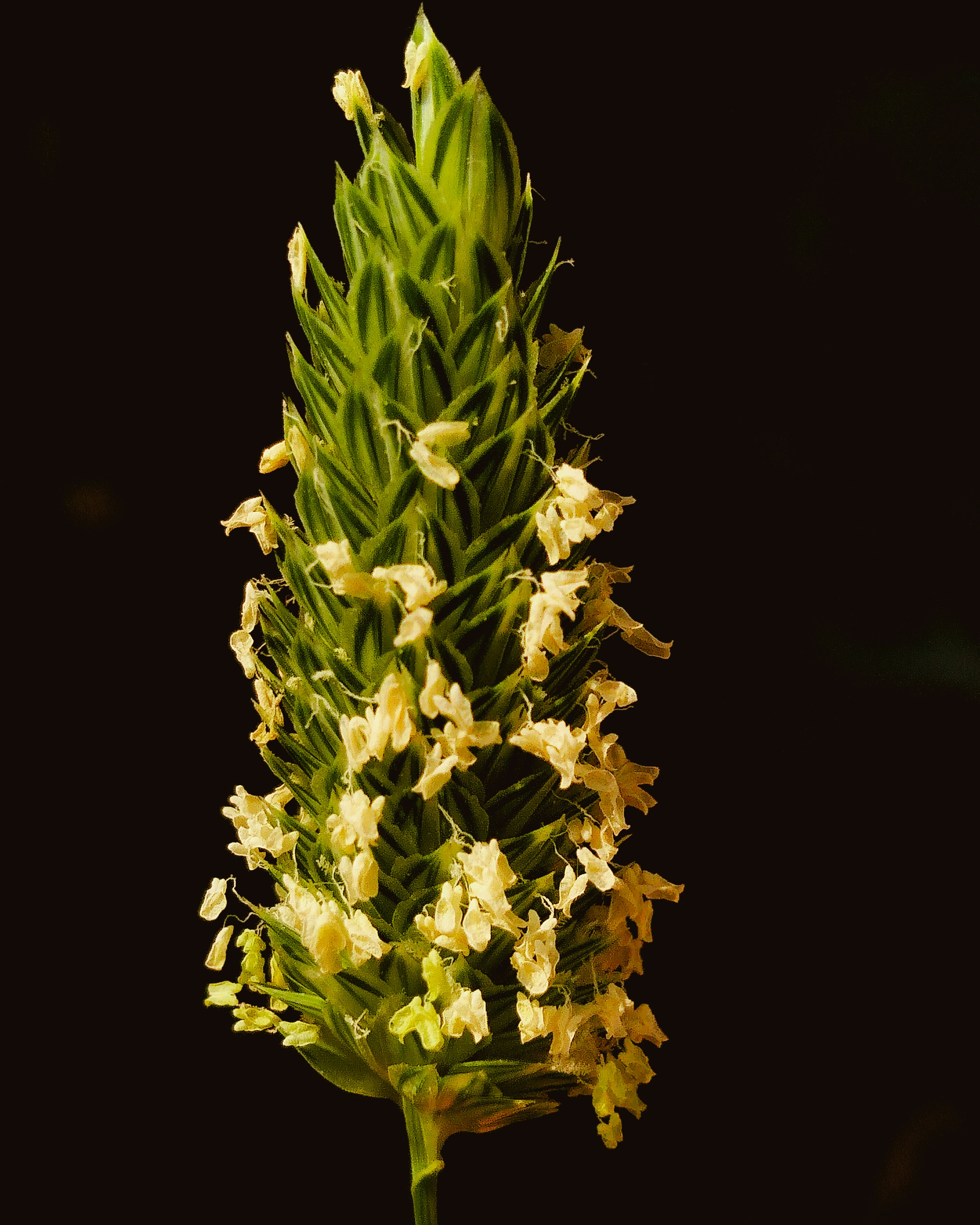 Photo by justcapturingit