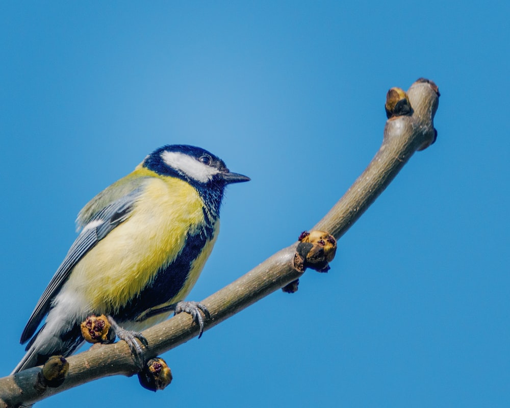 Un oiseau bleu et jaune assis sur une branche d’arbre