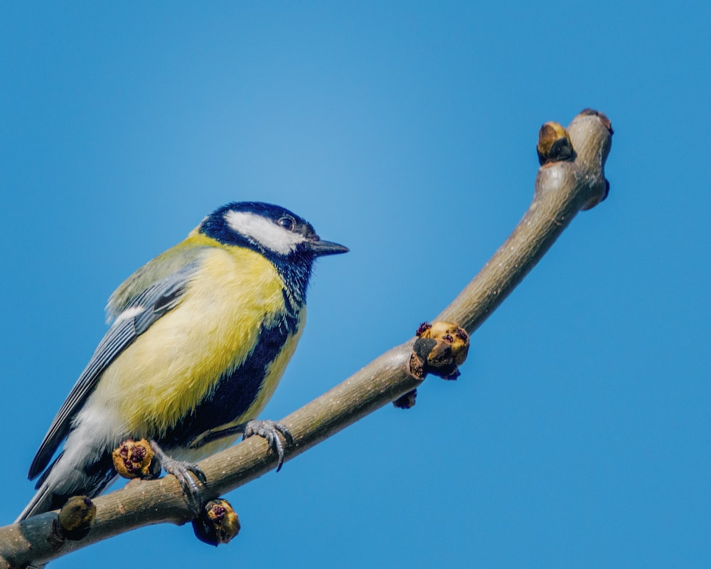 Un pájaro azul y amarillo sentado en la rama de un árbol