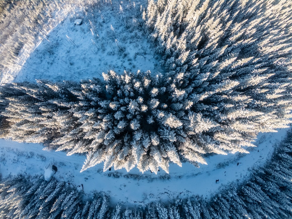 an aerial view of a snow covered forest