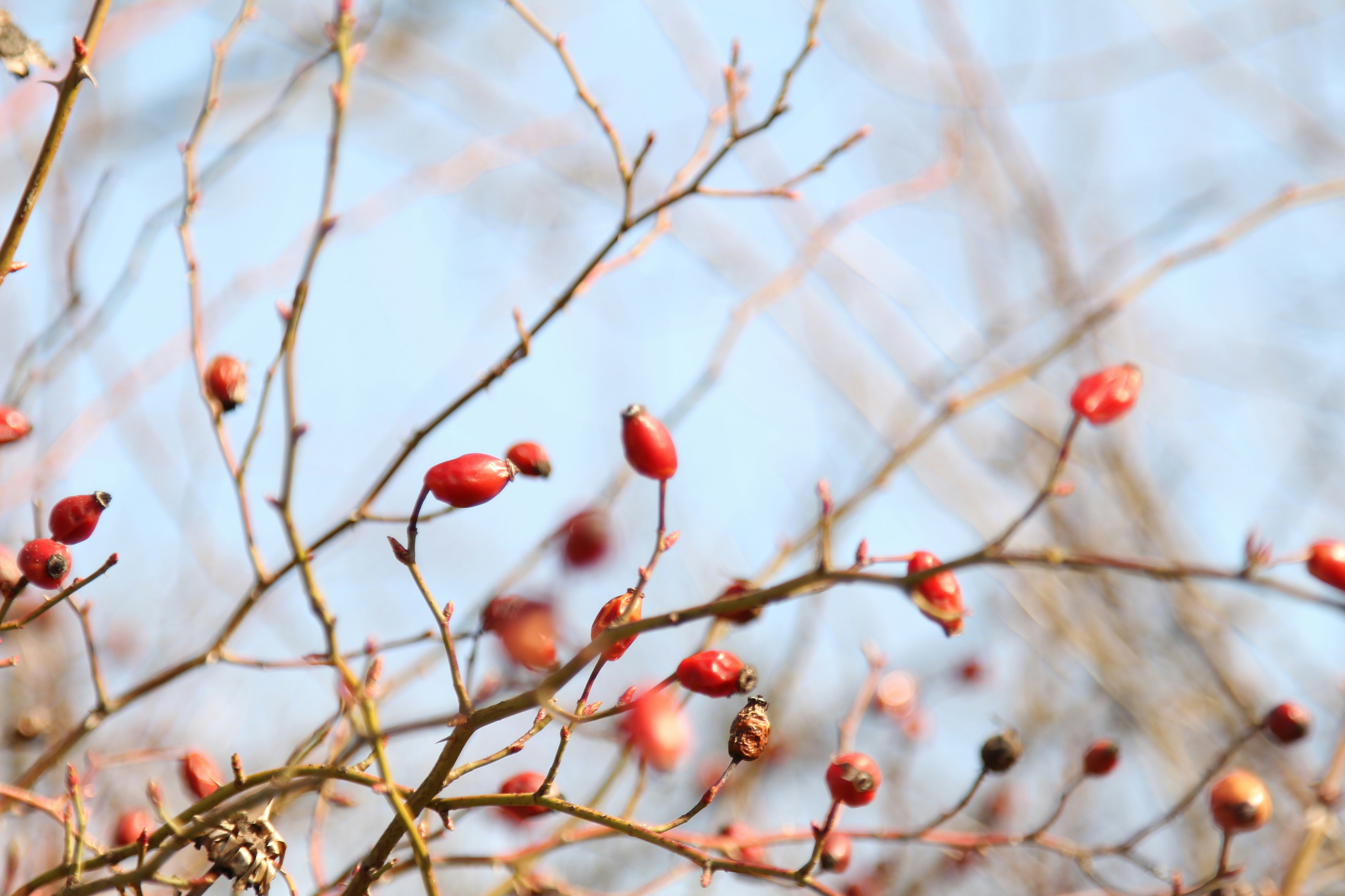 Photo by corinabianca