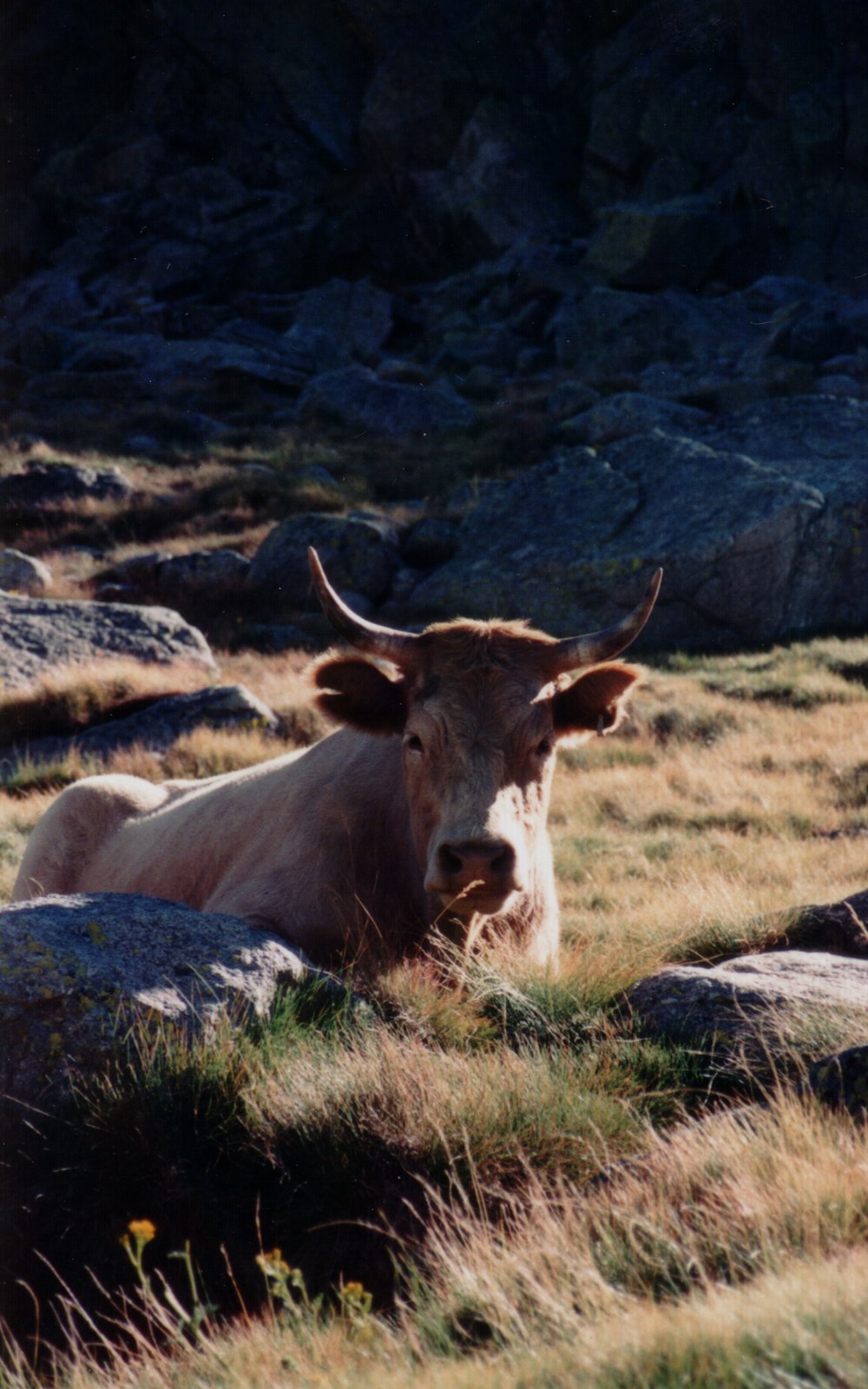 a cow laying down in a field of grass