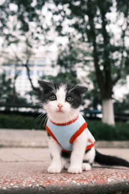 a black and white cat wearing a sweater