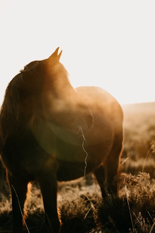 A serene portrait of a horse in the sunset.