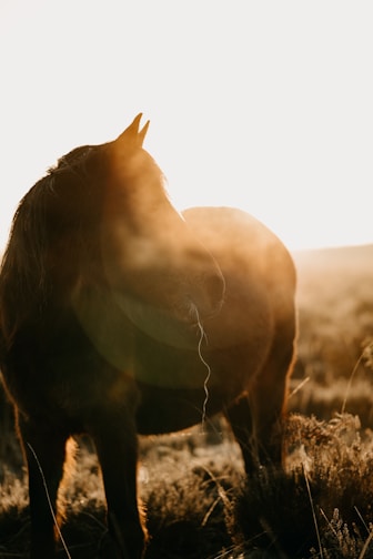 A serene horse standing calmly in a sunlit field during golden hour.