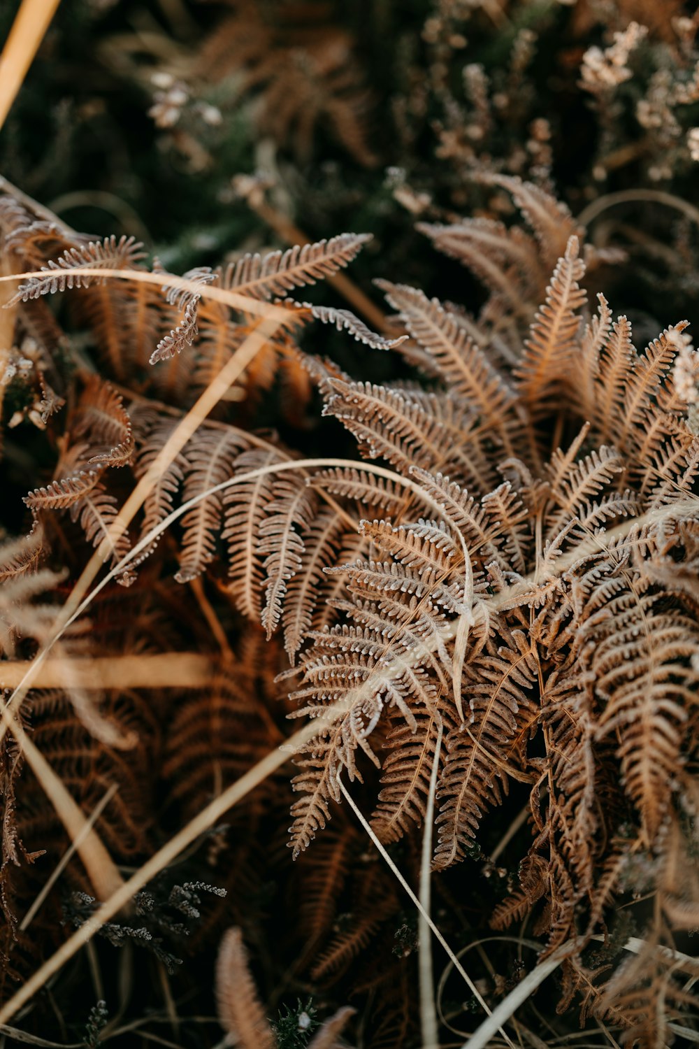 a close up of a plant with brown leaves