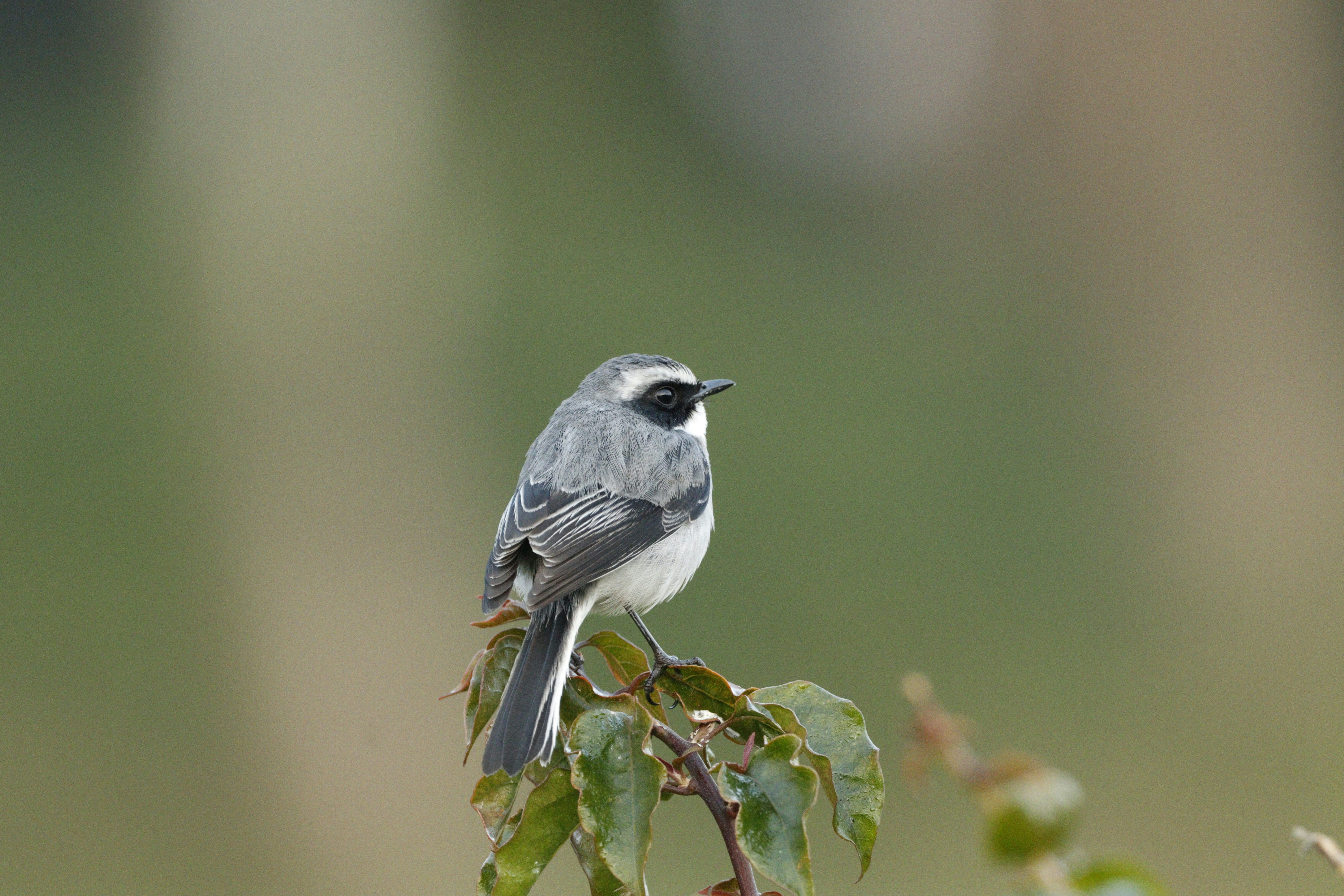 a small bird perched on top of a tree branch