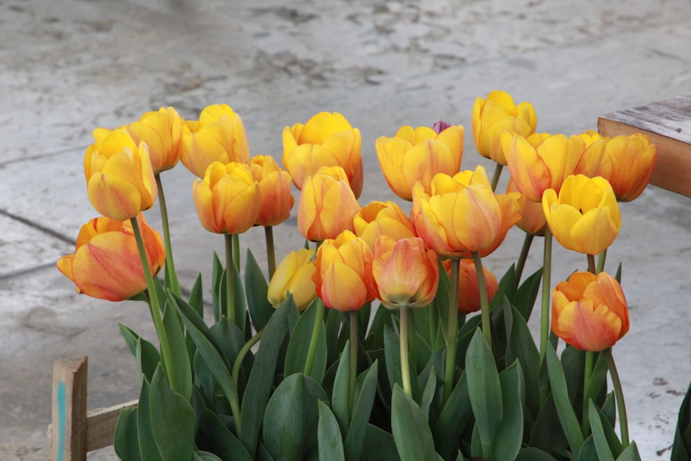 um monte de tulipas amarelas e laranjas em um pote