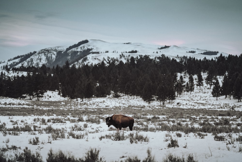 a bison standing in a snowy field with a mountain in the background