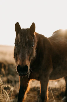 A close-up of a powerful racehorse galloping on a sunlit racetrack.