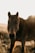 A close-up of a horse standing in a sunlit field, with light casting a warm glow on its brown coat. The background is blurred, focusing attention on the horse's gentle eyes and mane.