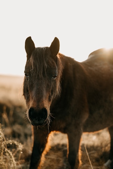 A close-up of a veterinarian gently examining a healthy horse's coat on a sunny day.