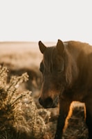 A calm horse standing quietly in a sunlit pasture during golden hour.
