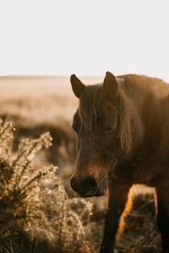 A calm horse standing in a green pasture during golden hour.