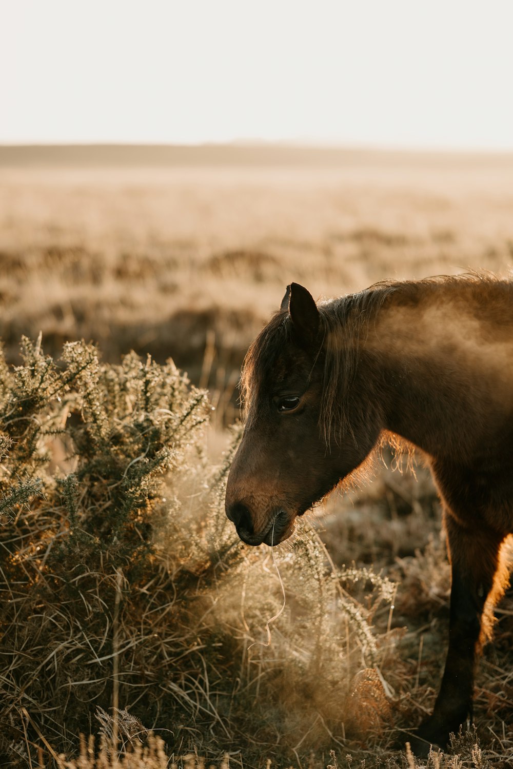 a brown horse standing on top of a dry grass field