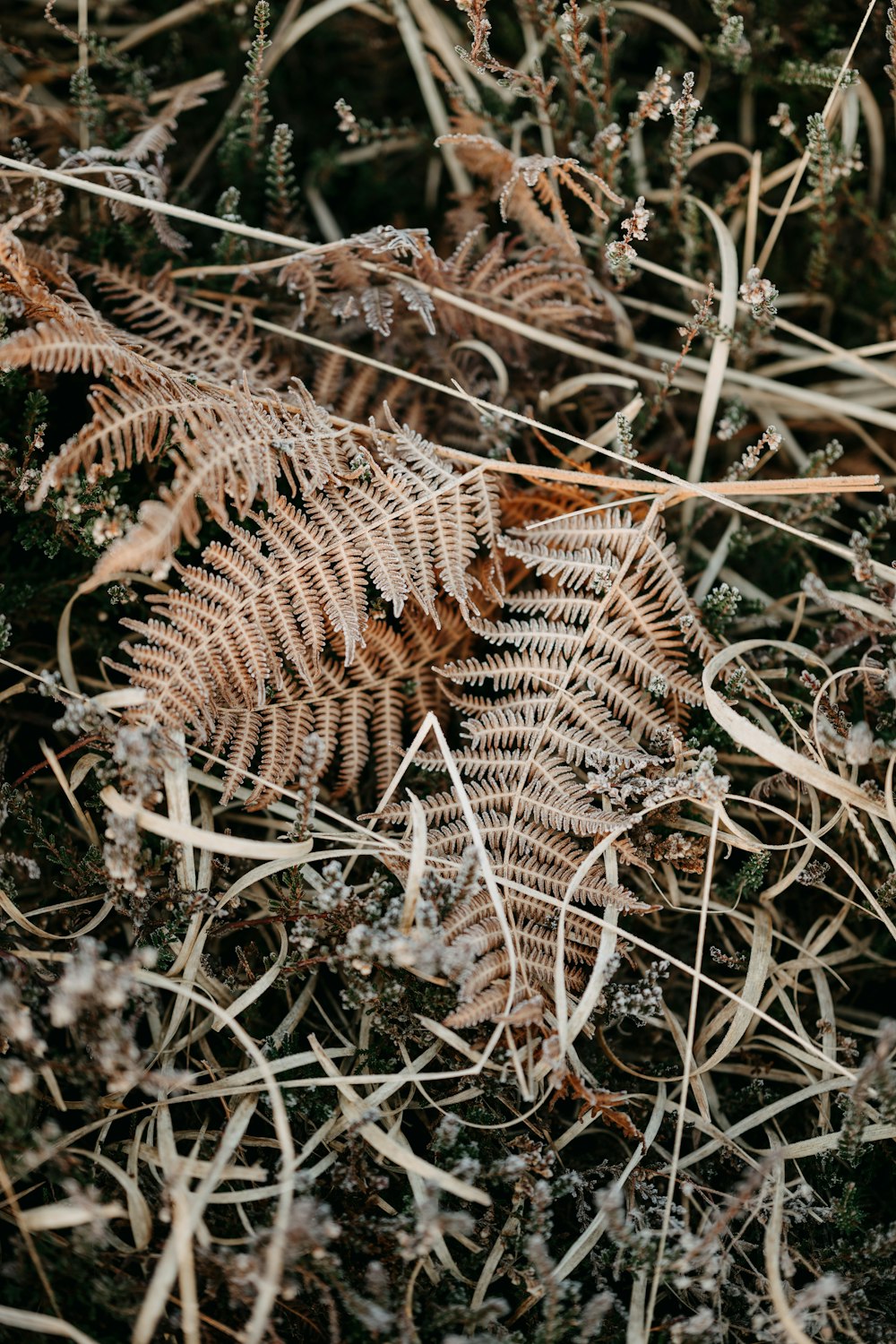 a close up of a fern on the ground