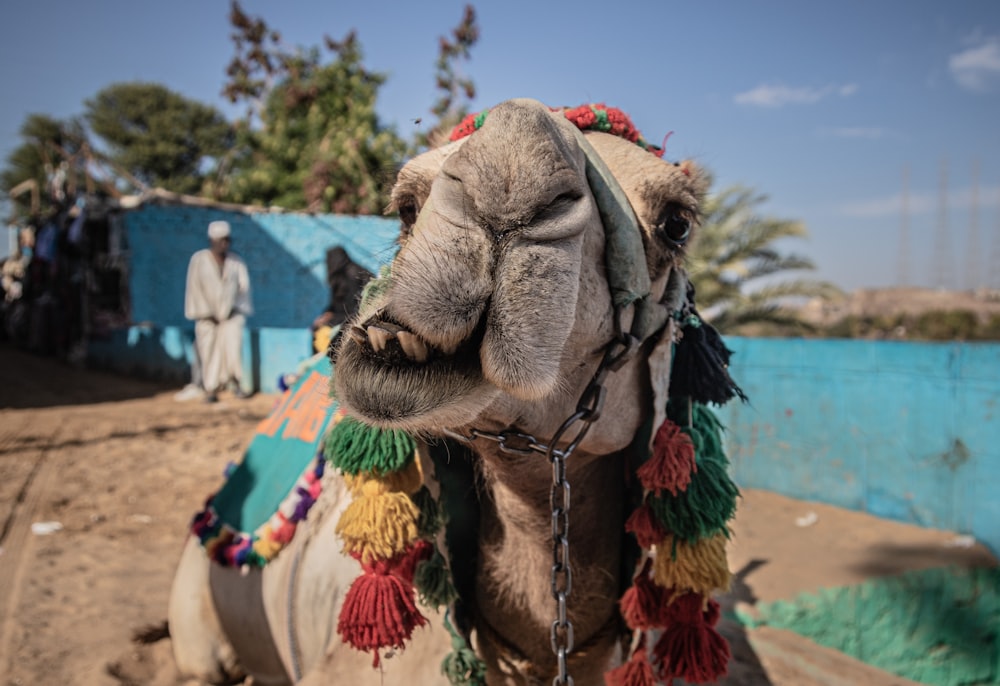 a close up of a camel with a man in the background