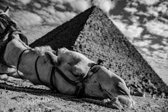 a camel laying on the ground next to a pyramid