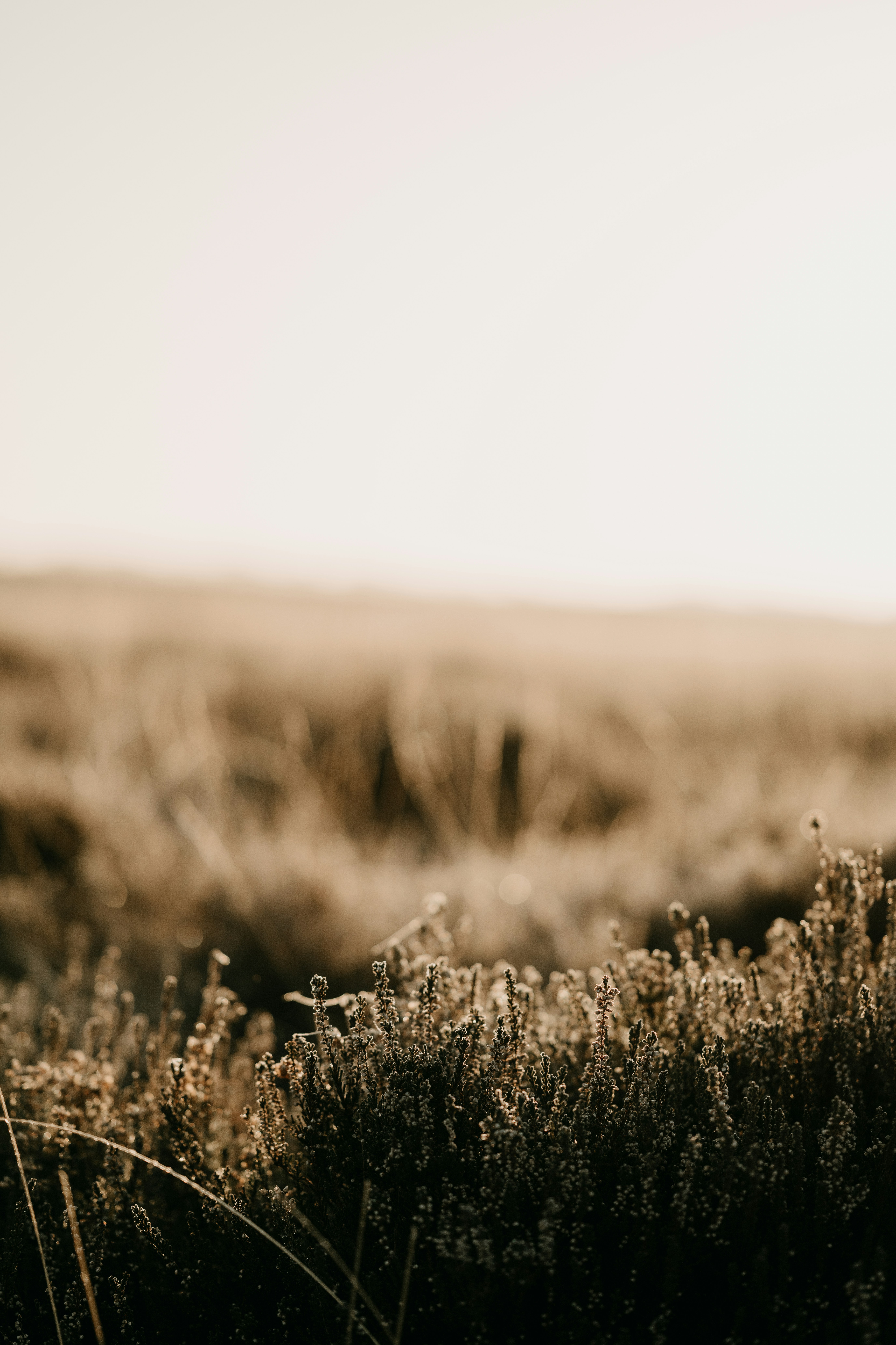 Photo by anniespratt