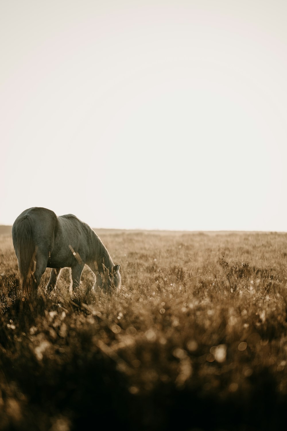 a horse grazing in a field of tall grass