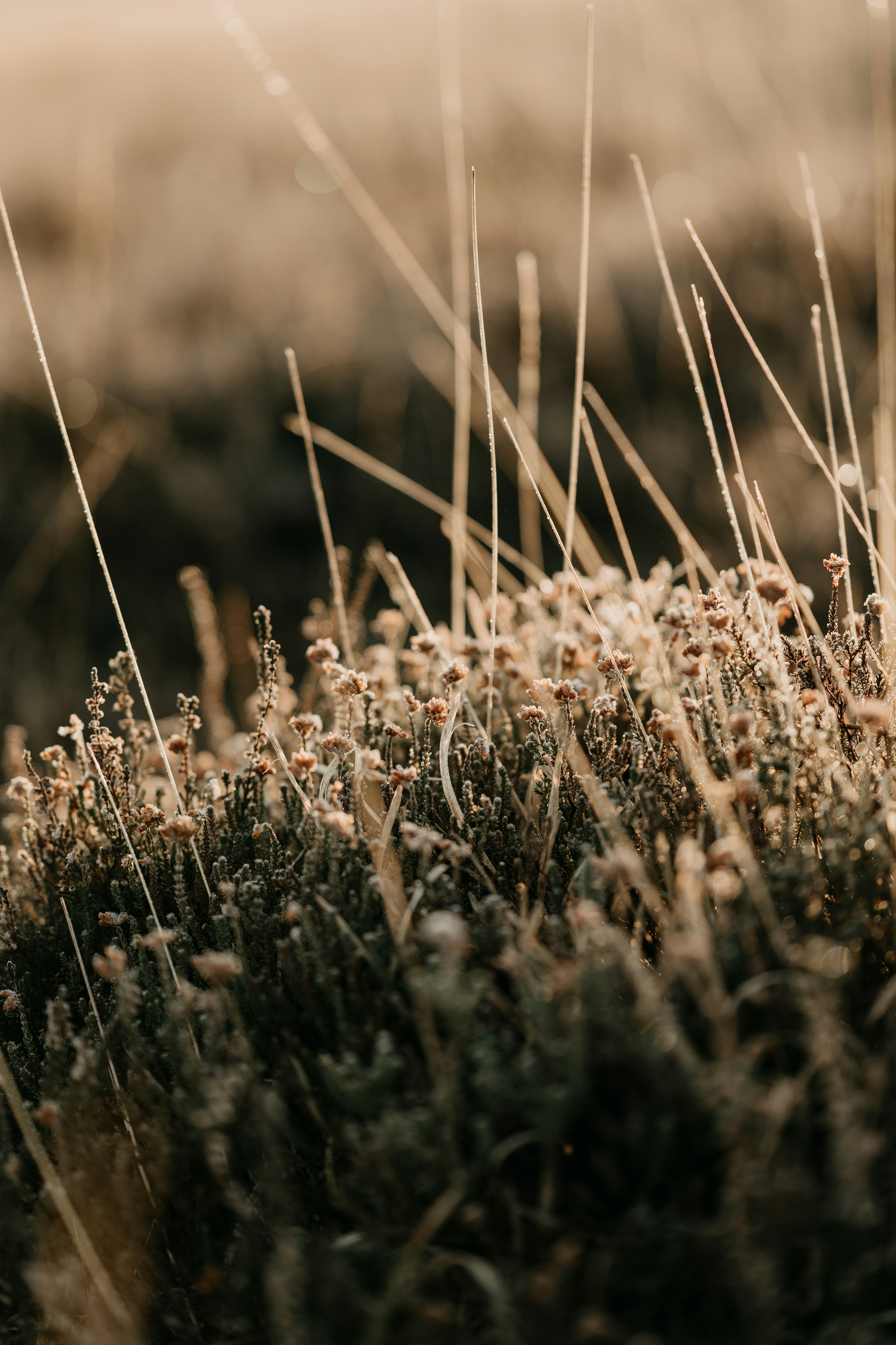 Photo by anniespratt