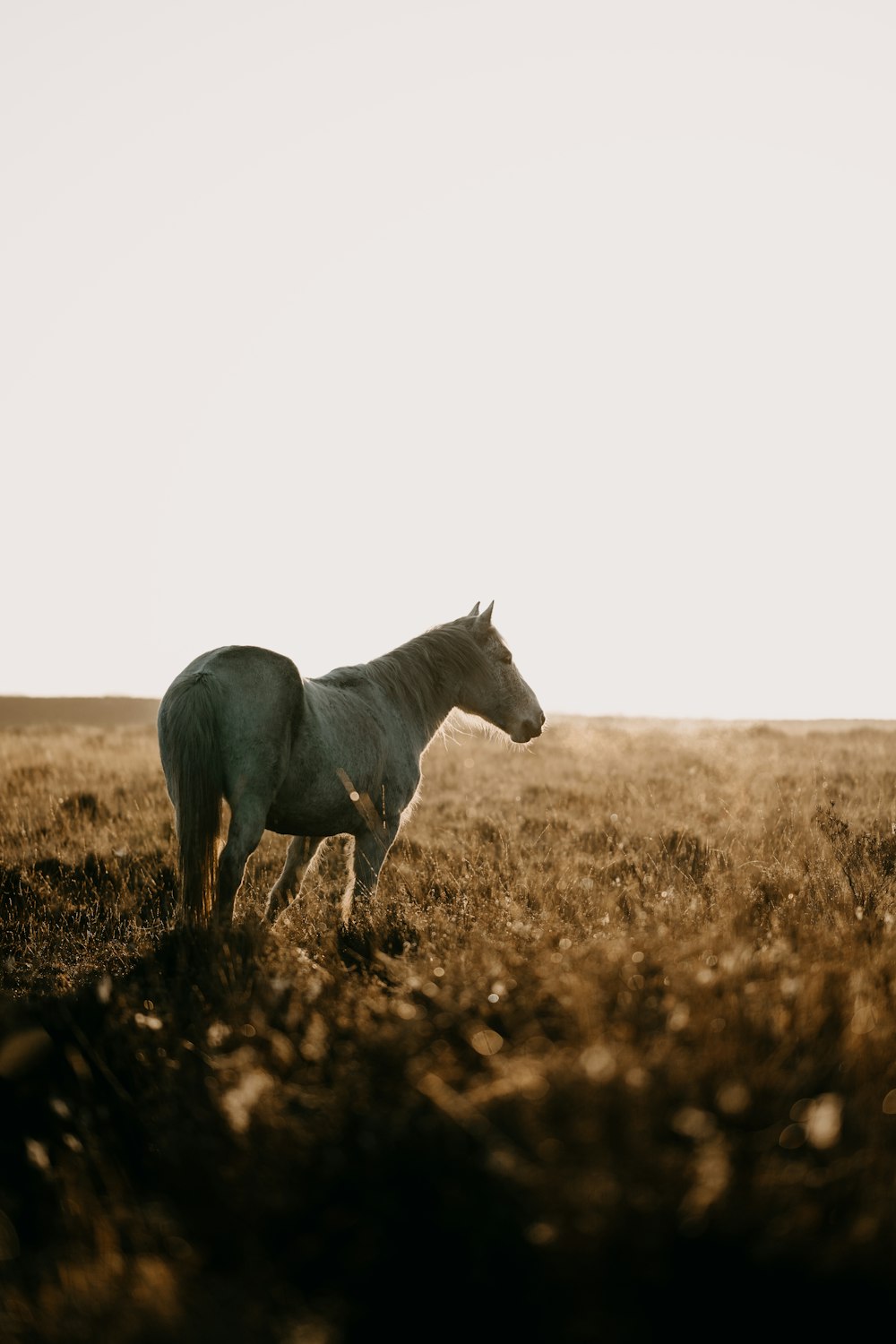 a white horse standing in a field of brown grass