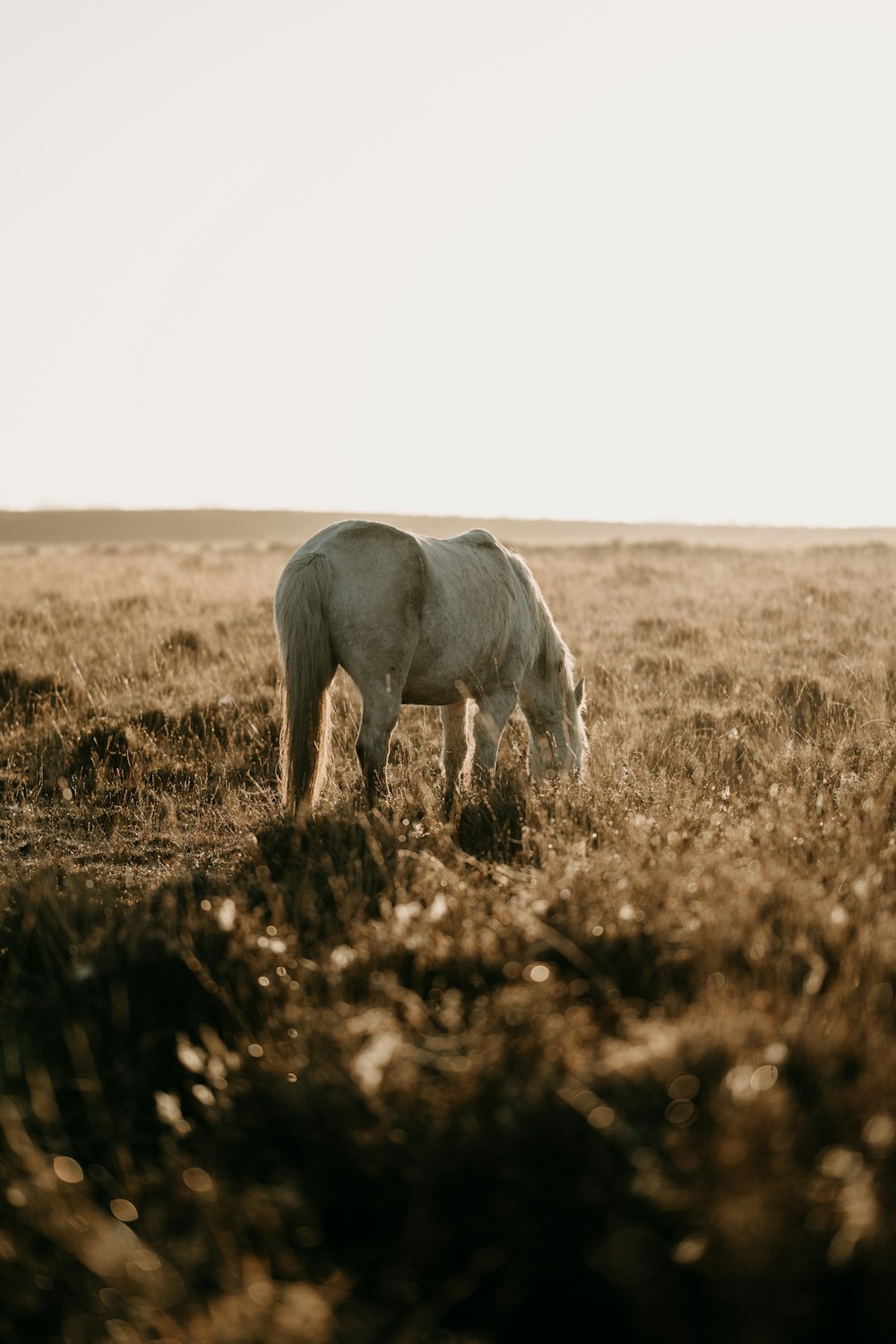 a white horse eating grass in a field