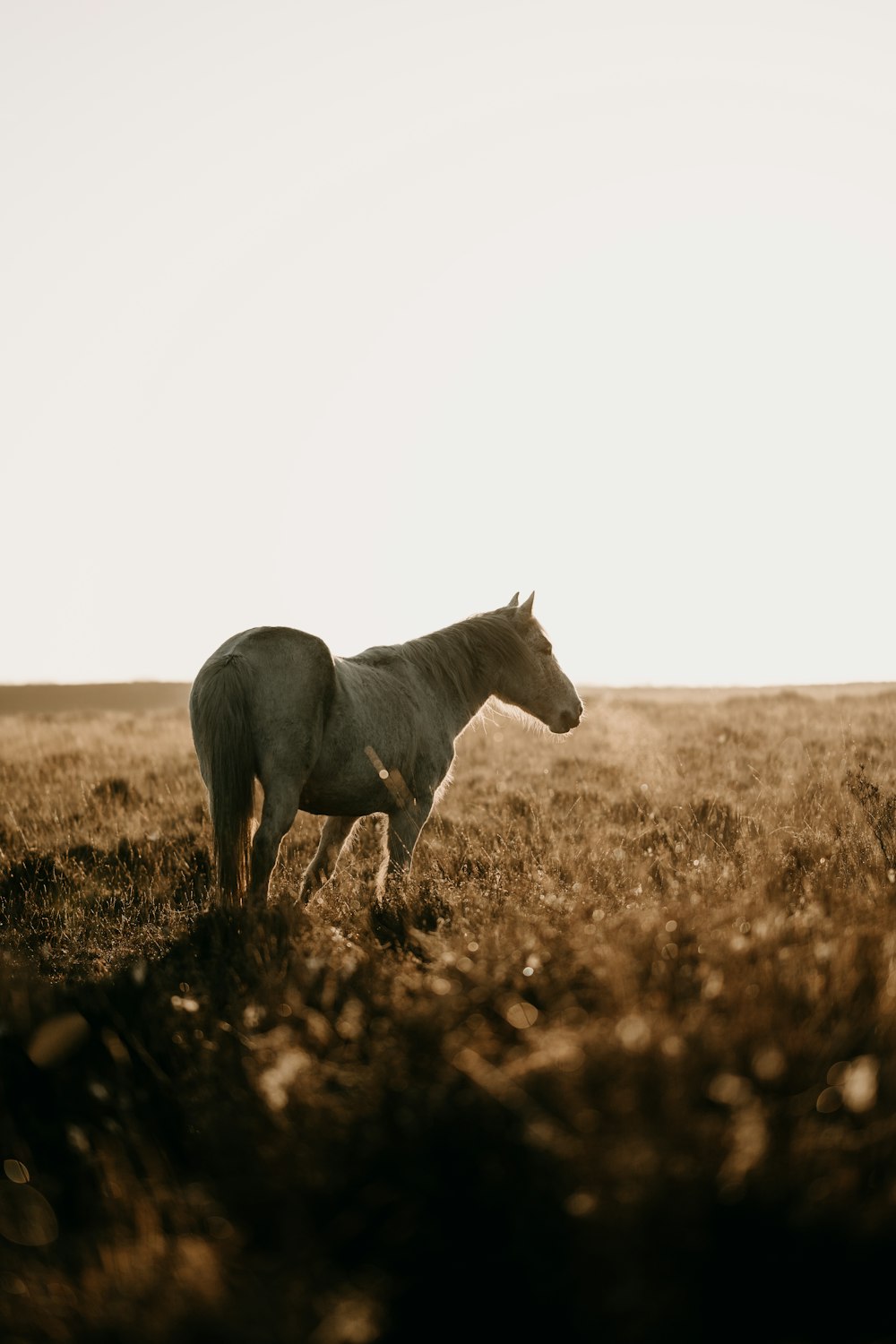 a white horse standing in a field of brown grass