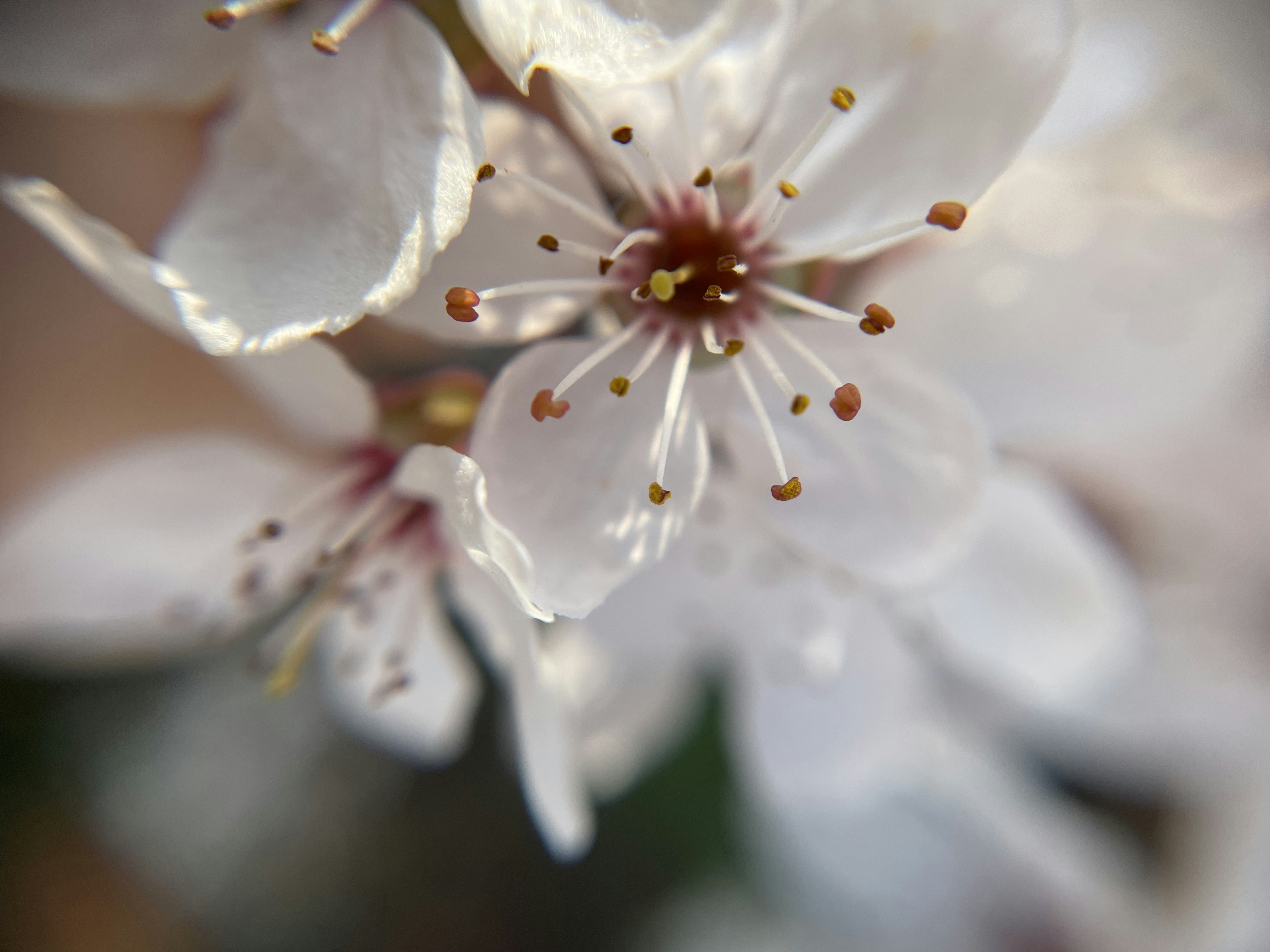 Photo by polina_postolnyk