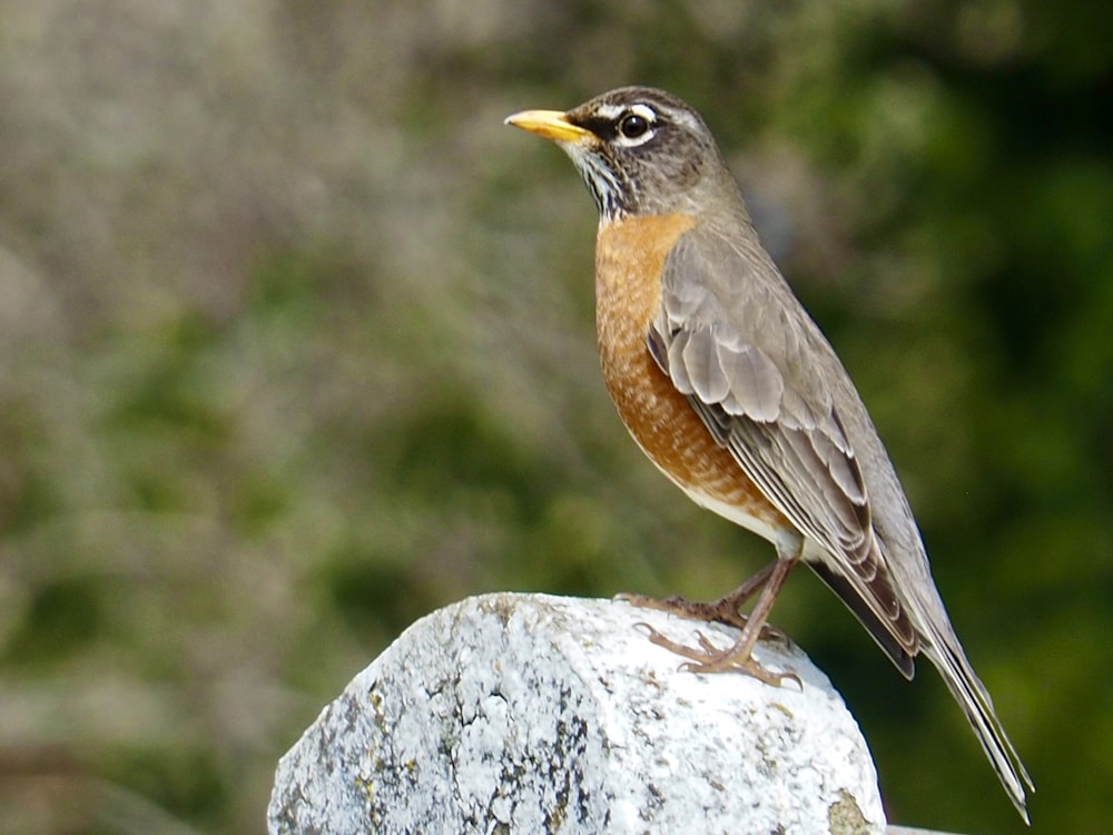 a bird sitting on top of a rock