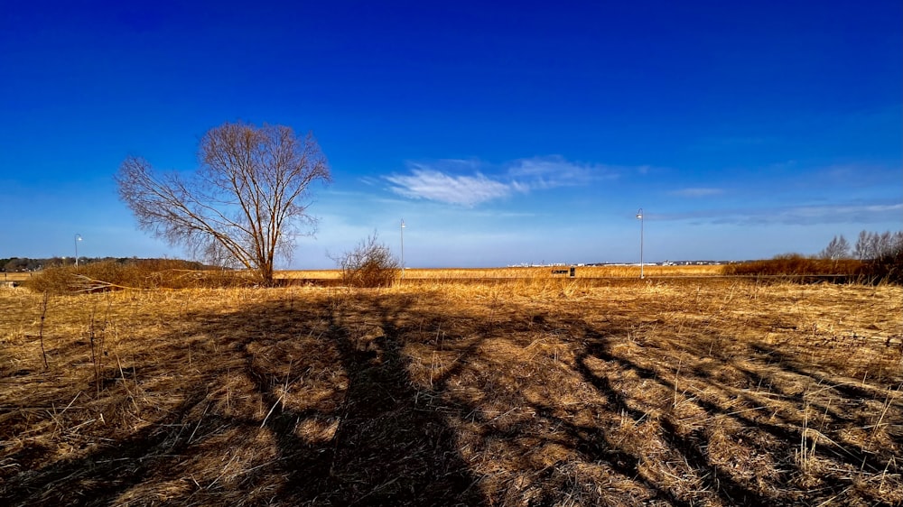 a bare tree in a field with a blue sky in the background