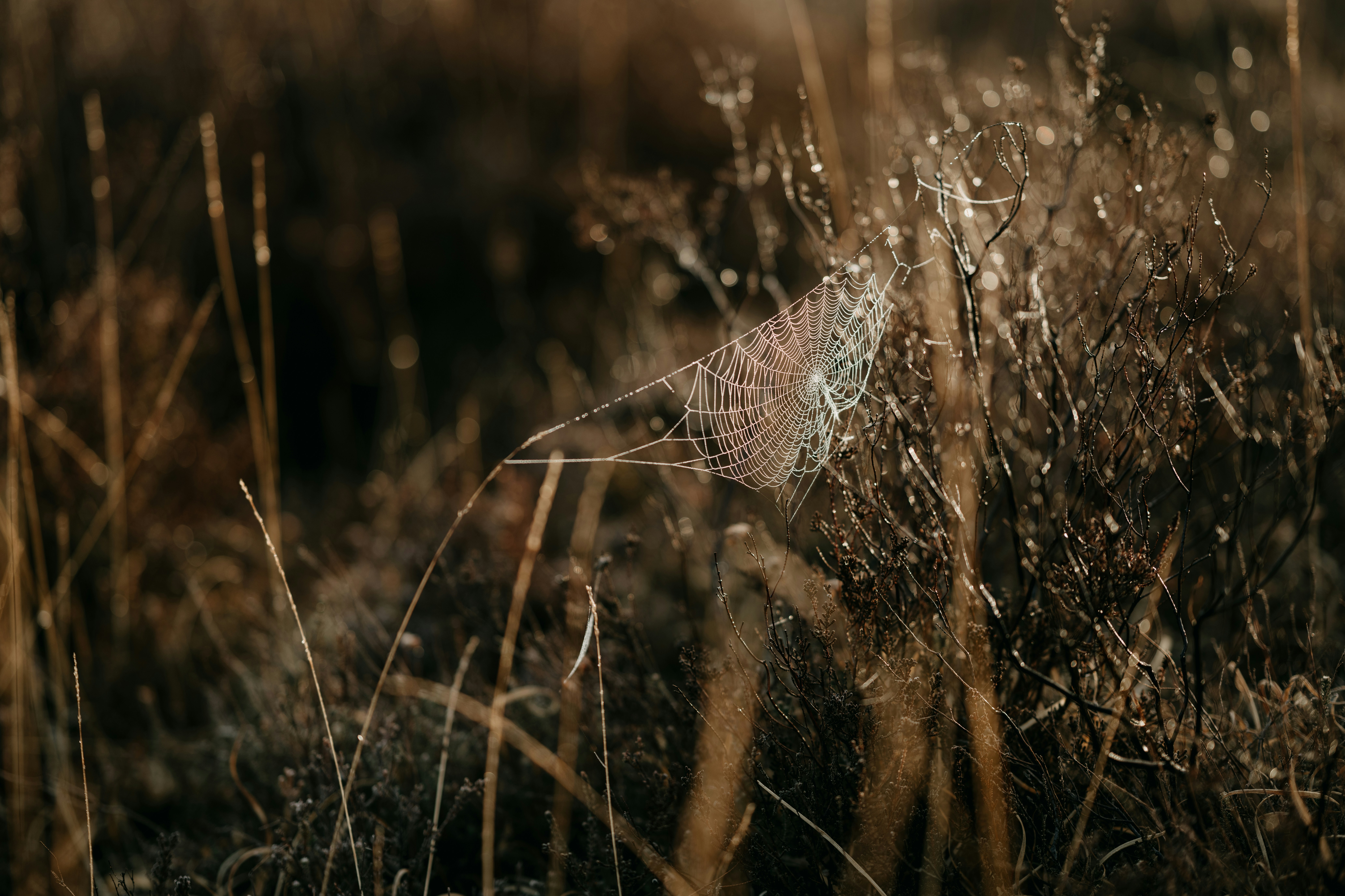 a spider web in the middle of a field