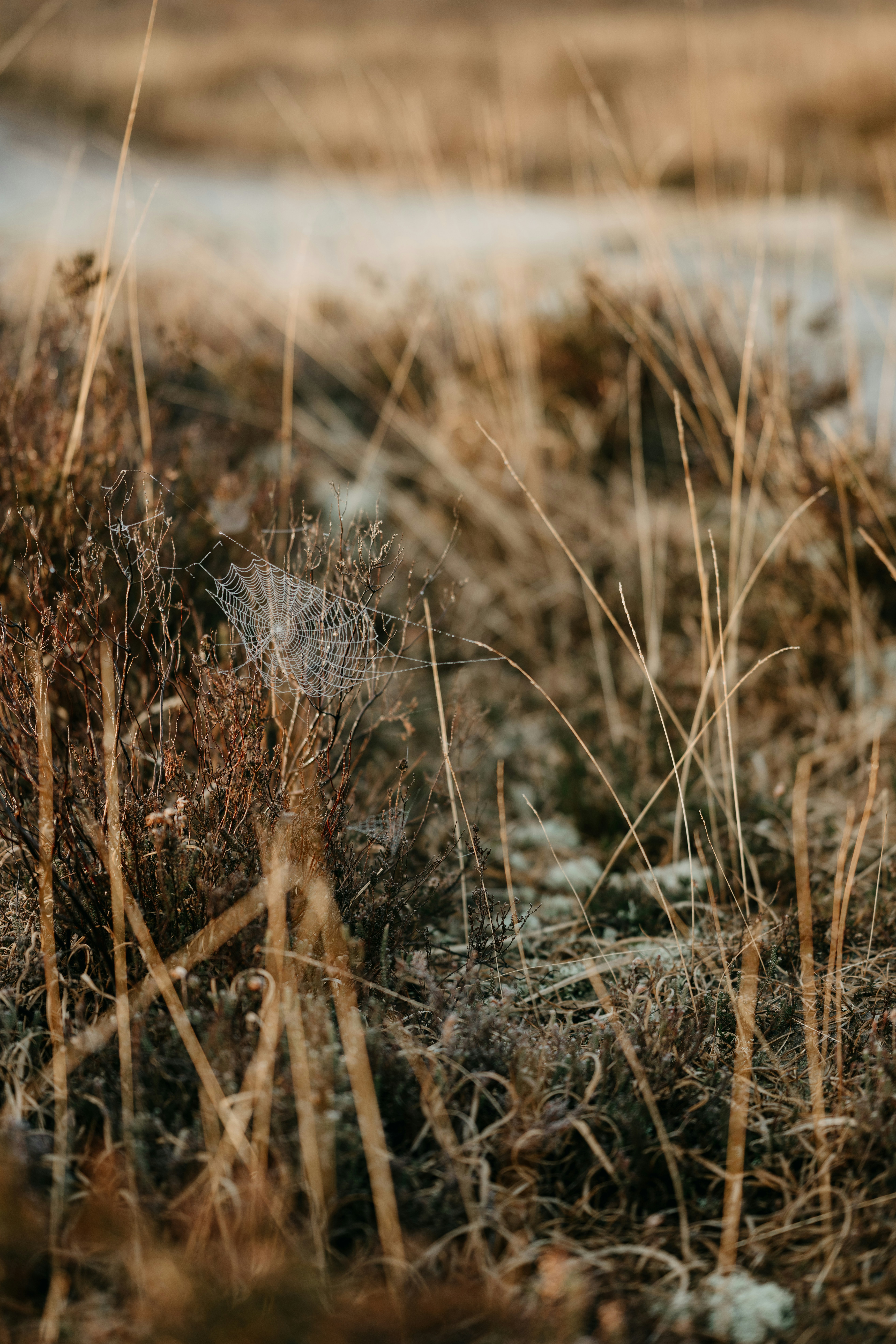 Photo by anniespratt