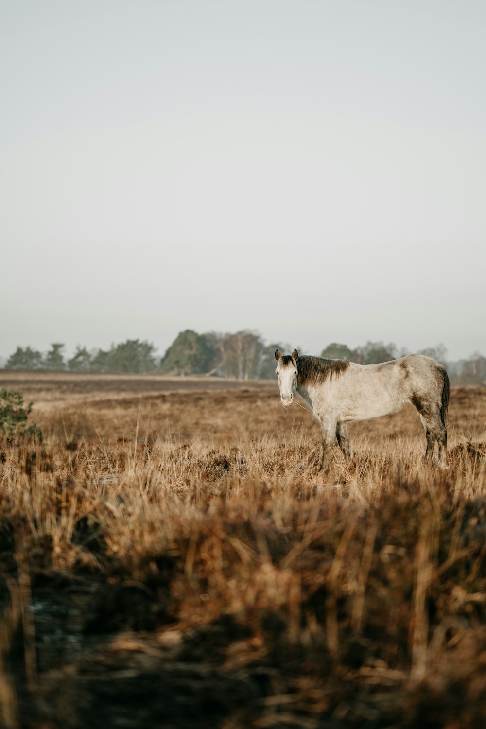 a brown and white horse standing in a field