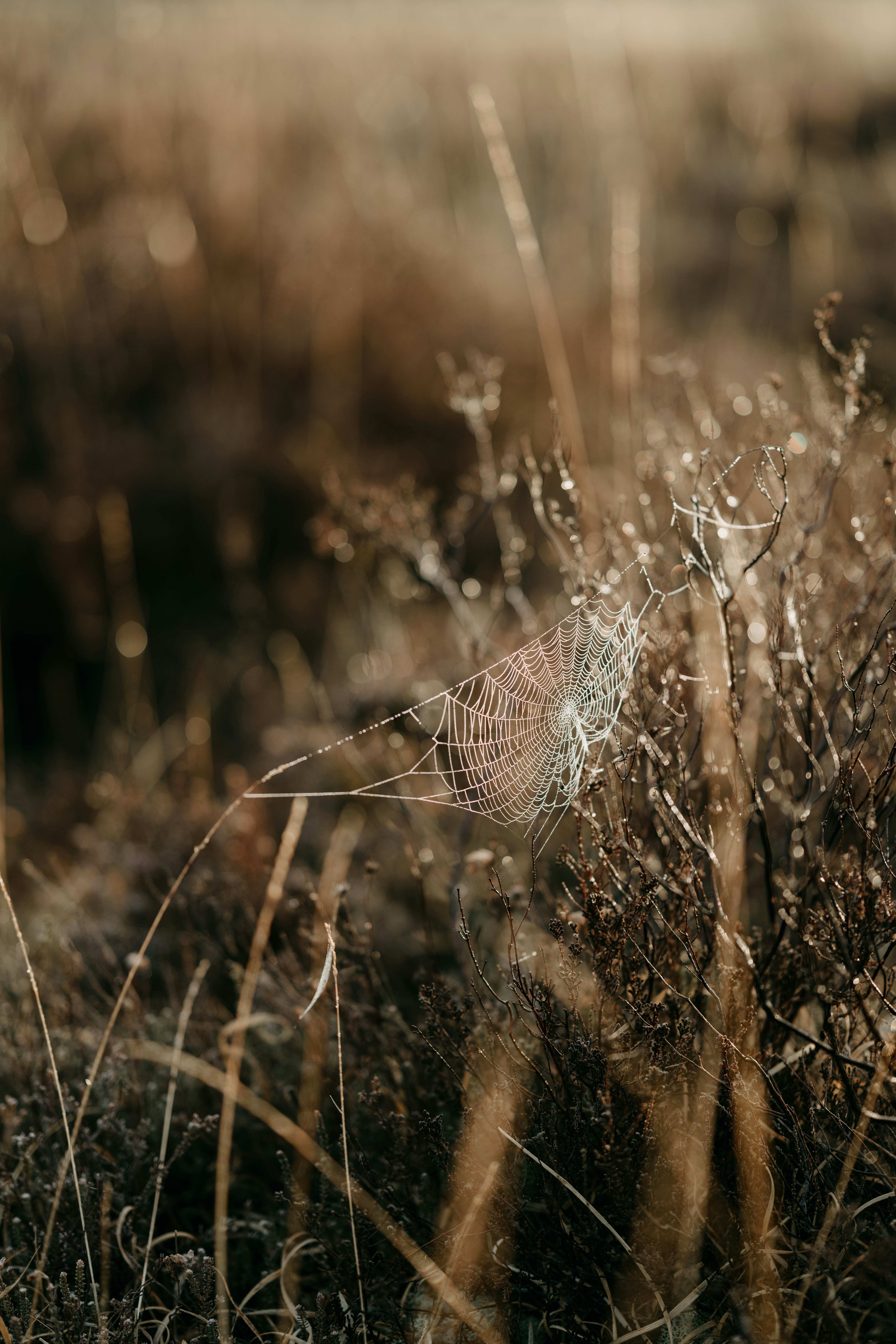 a spider web sitting on top of a dry grass field