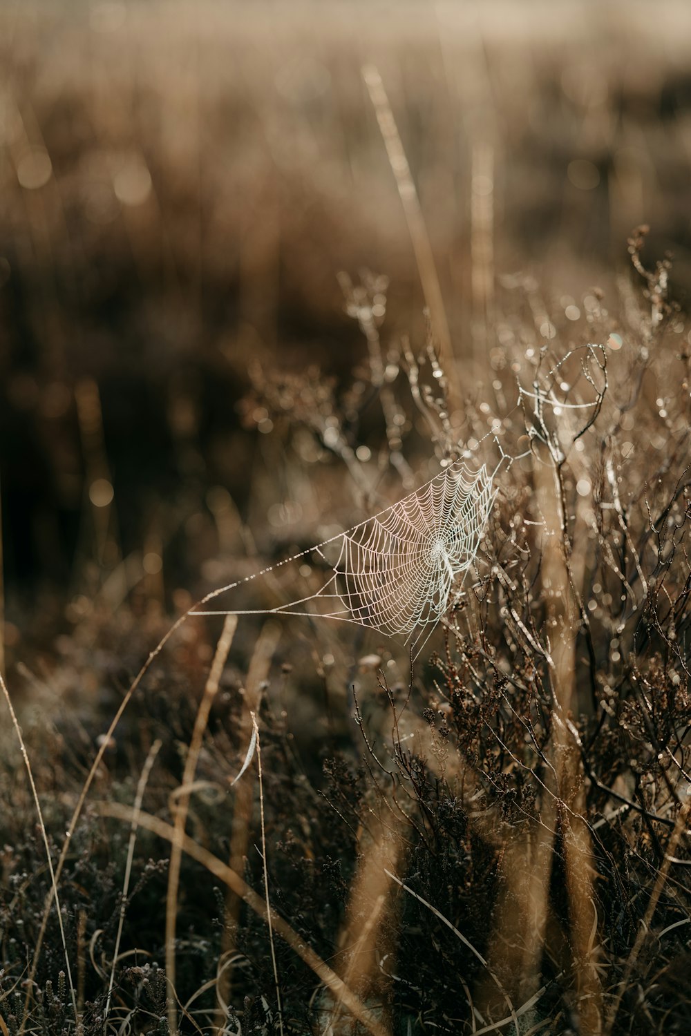 a spider web sitting on top of a dry grass field