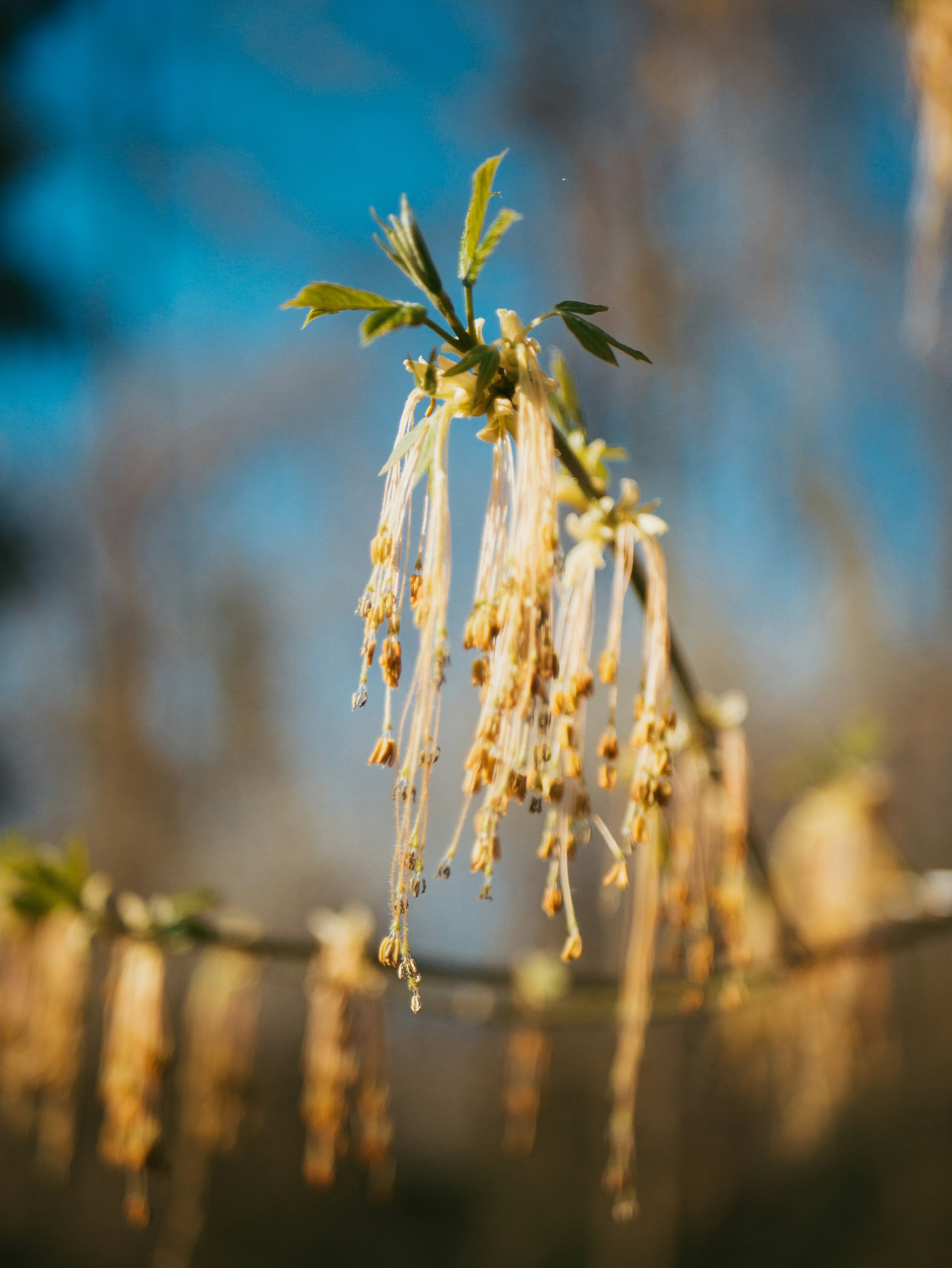 a close up of a tree branch with flowers